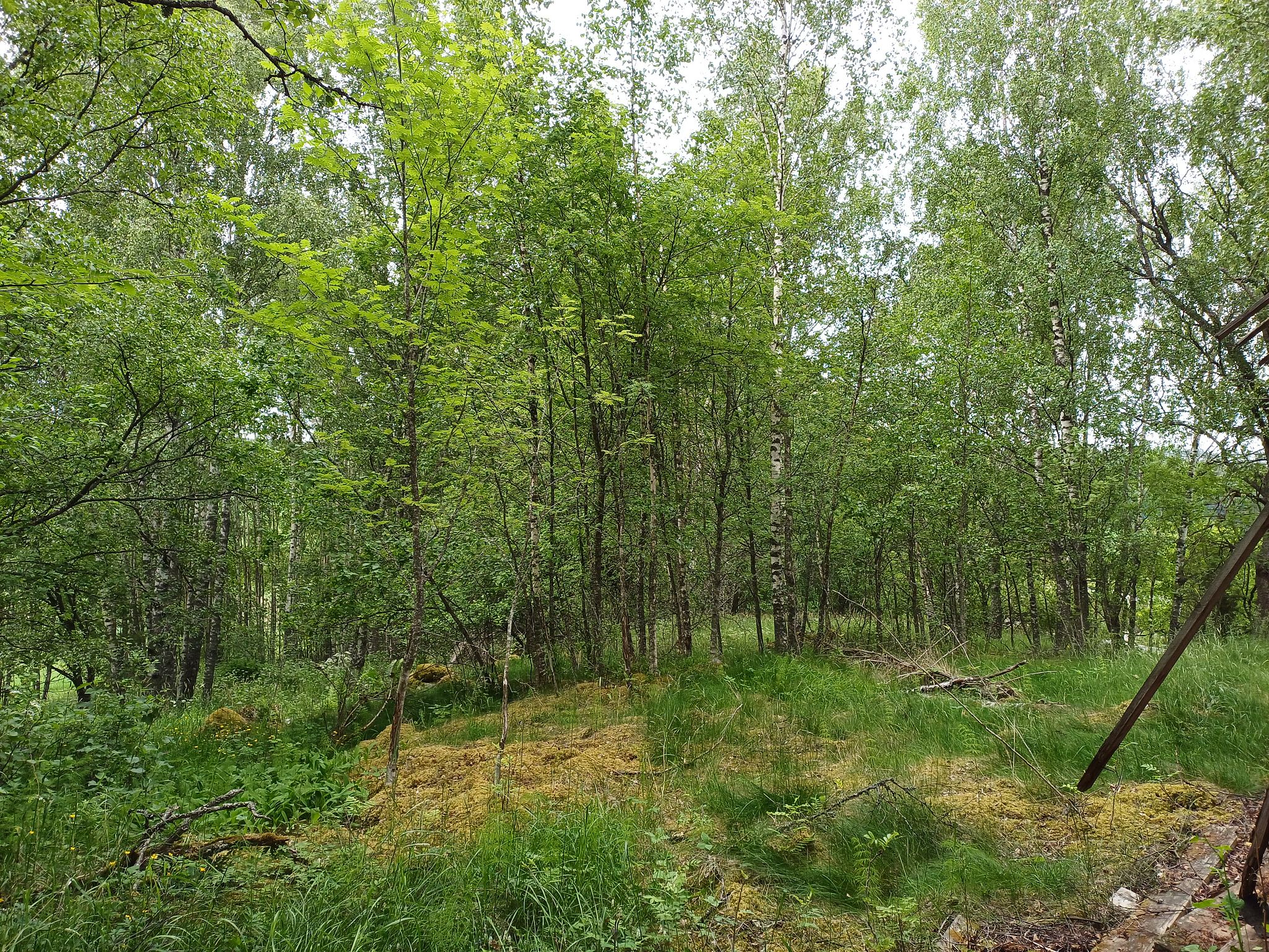 Image 6/12