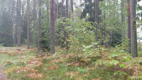 Image 6/11
