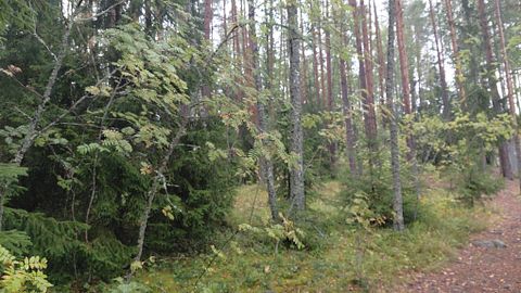 Image 8/11