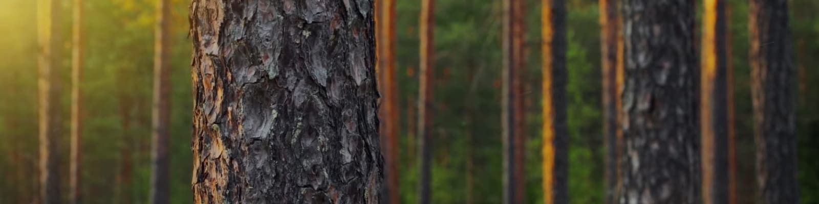 Vapo, Kiinteistöt ja Maankäyttö kuva