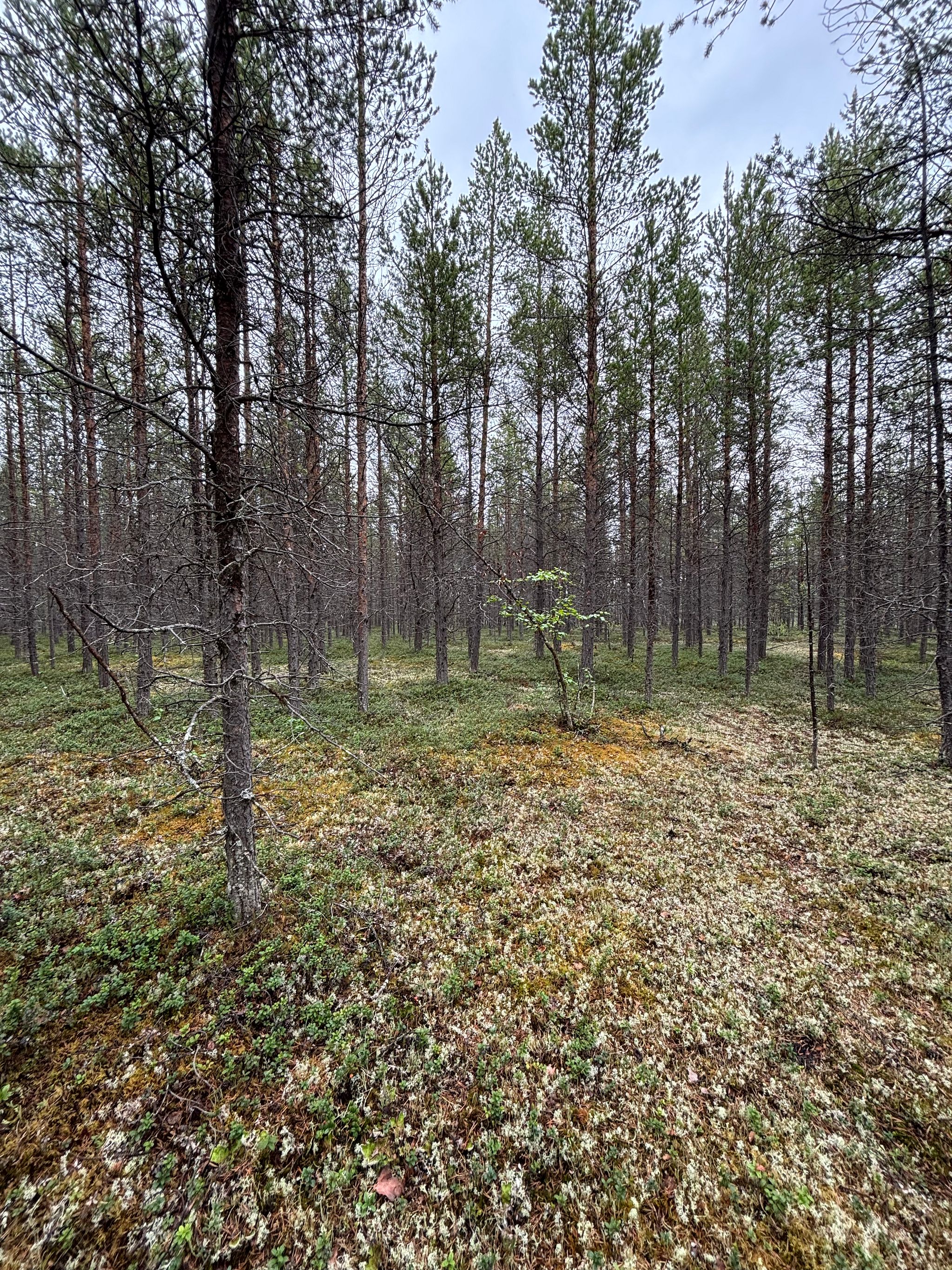 Image 6/12
