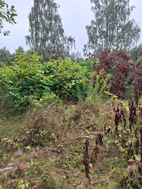 Image 9/12