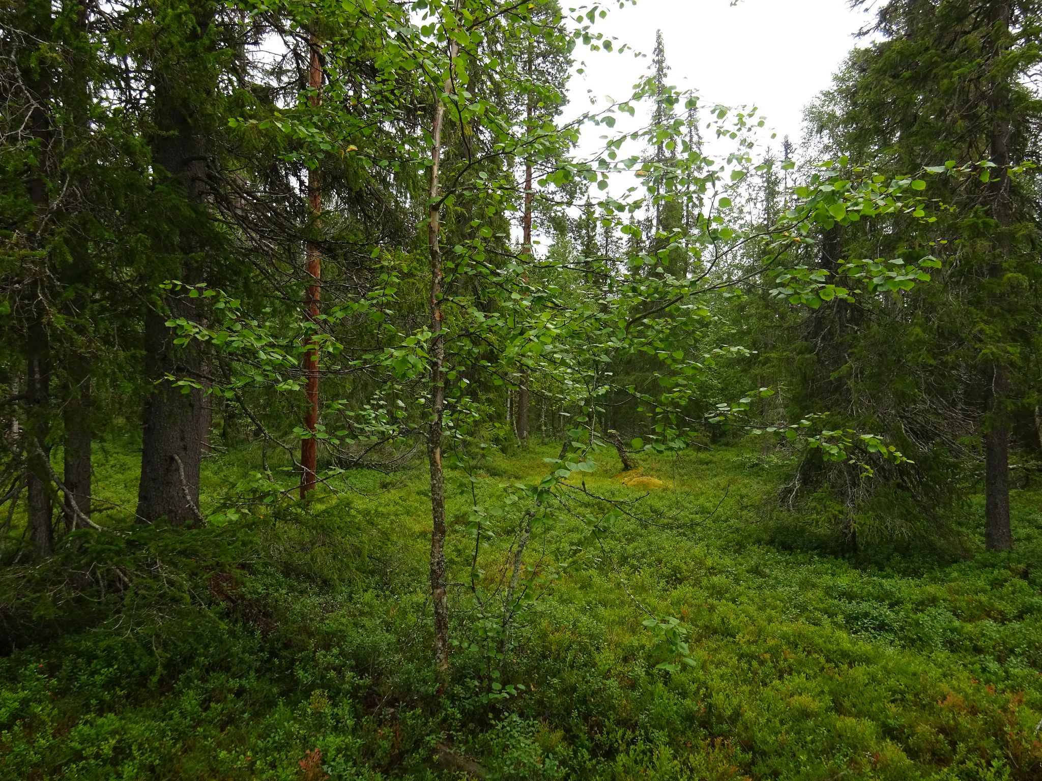 Image 6/11