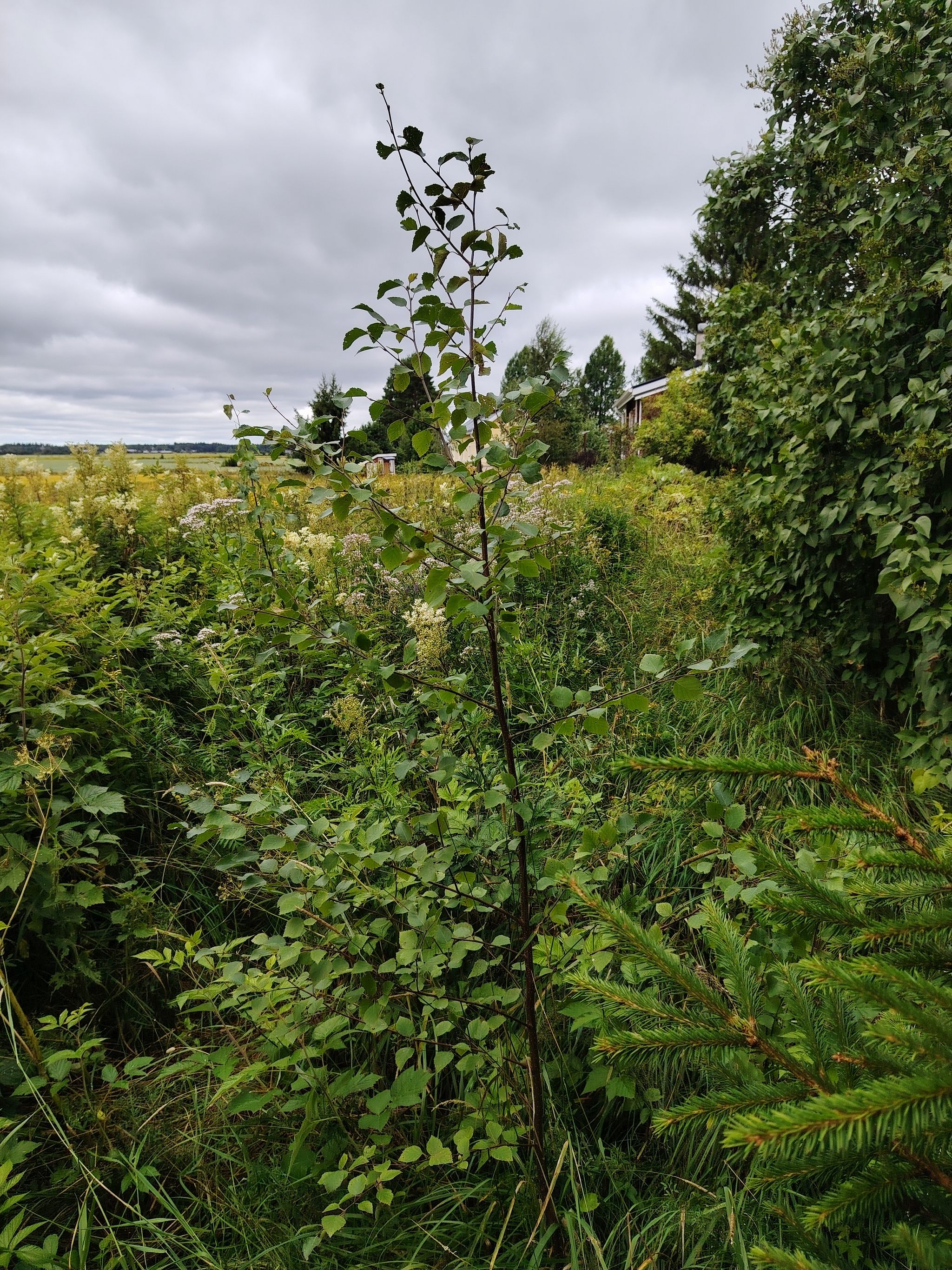 Image 51/61