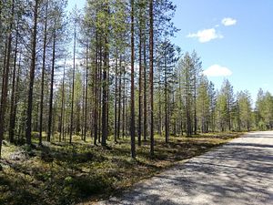 Tontit, maa- ja metsätilat 