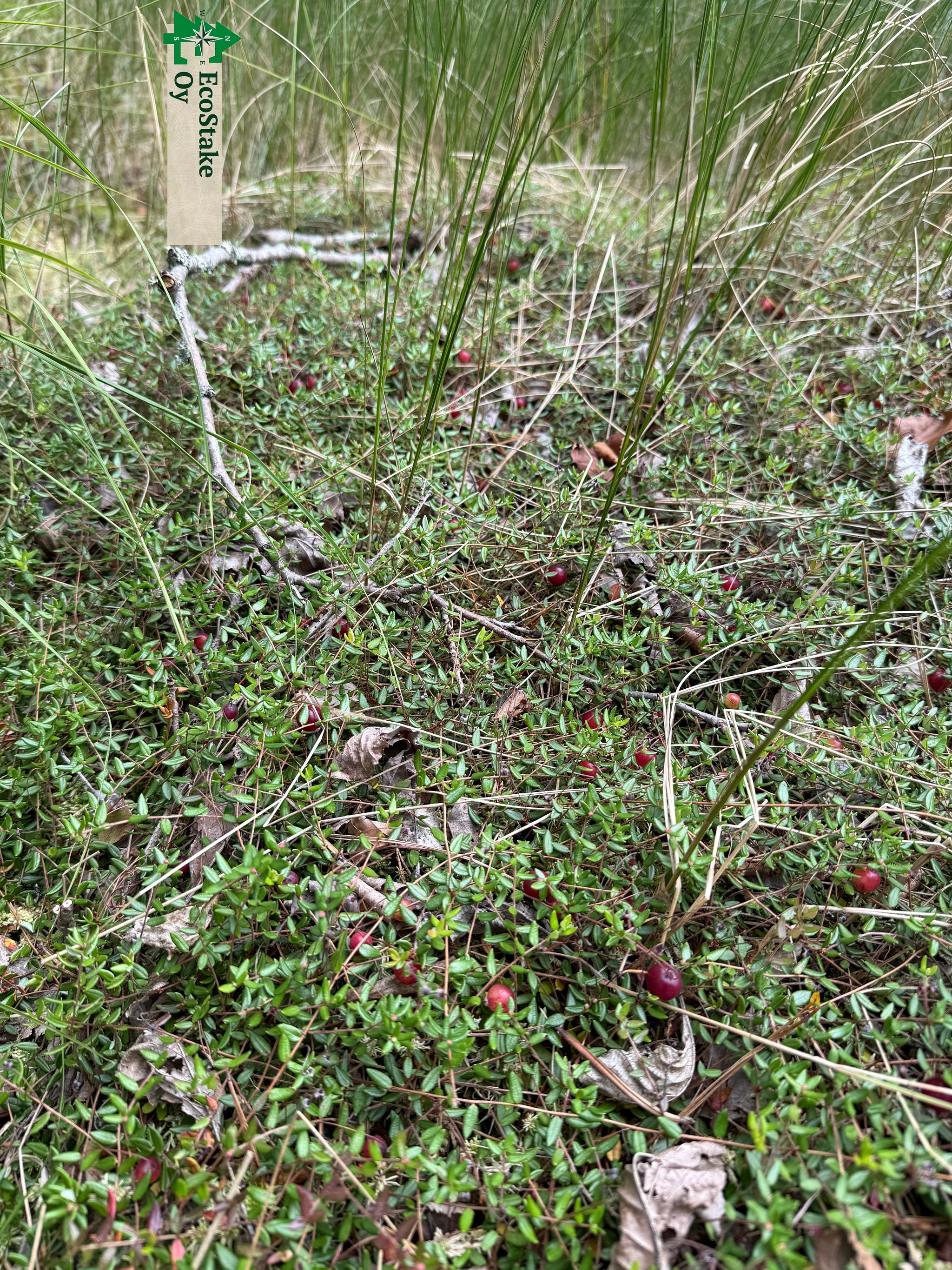 Kuva 34/51