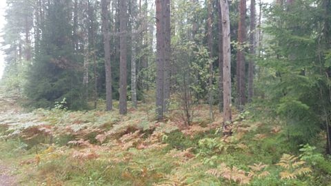 Image 7/11