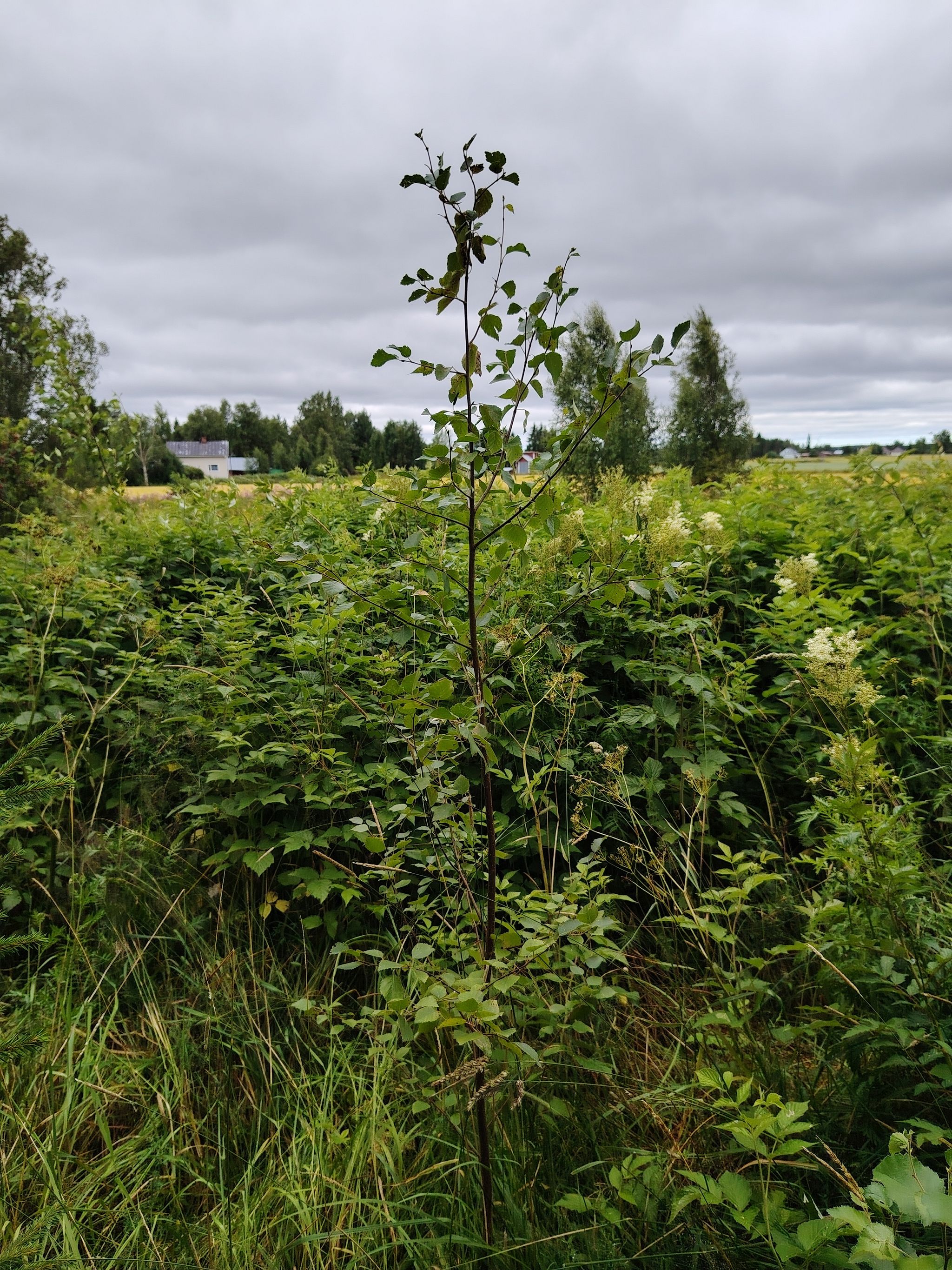 Image 52/61