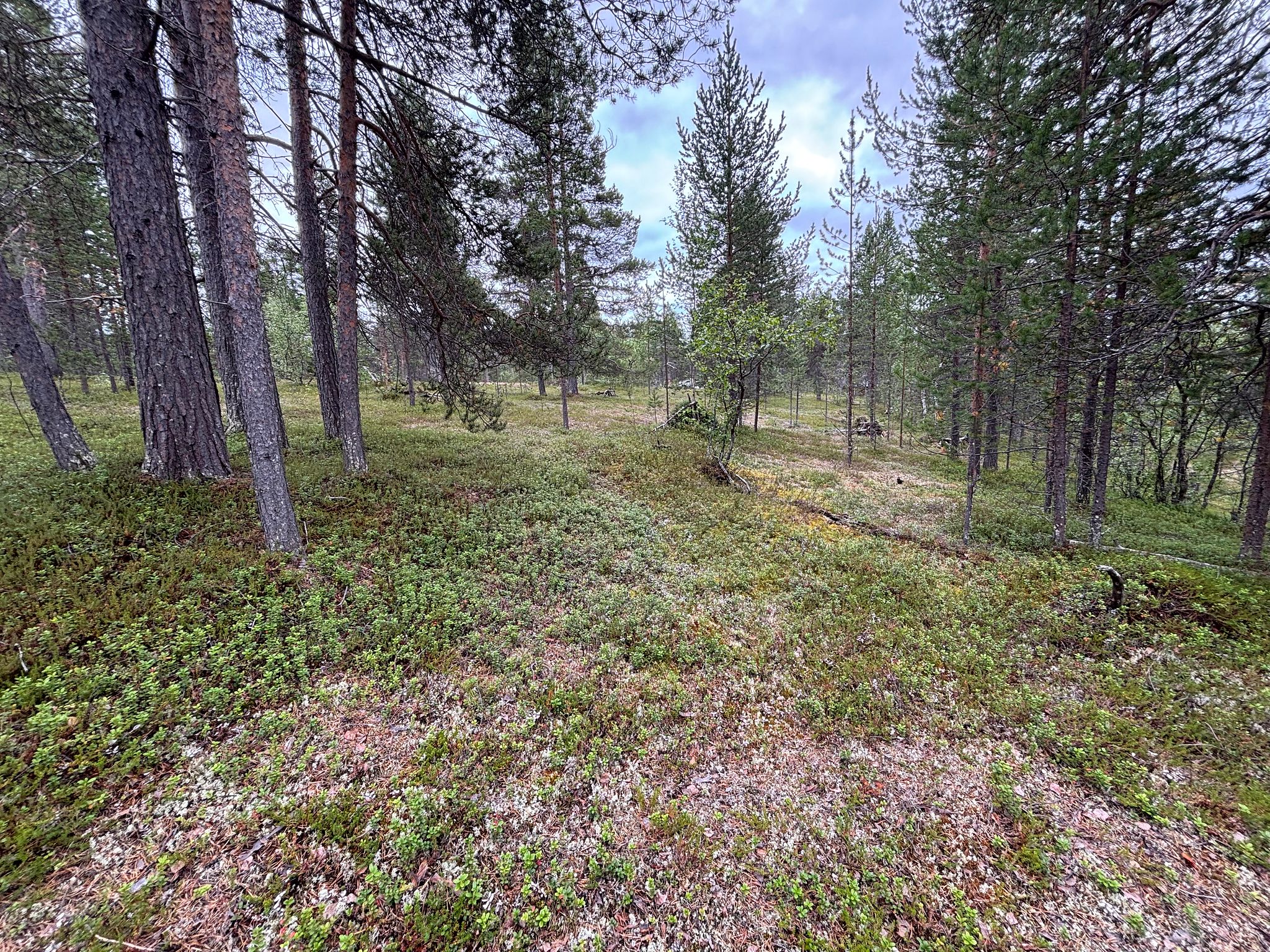 Kuva 15/15