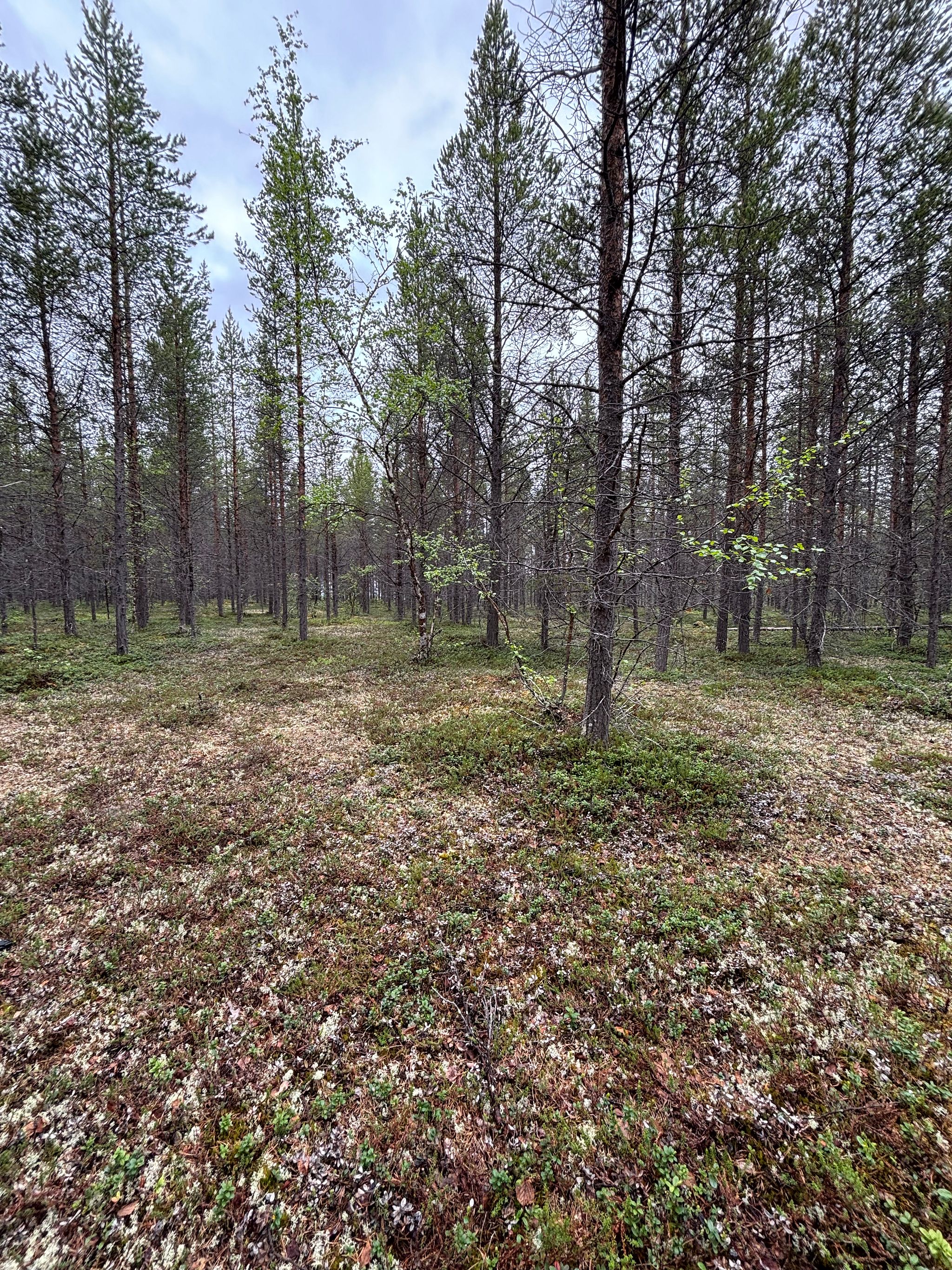 Image 8/12