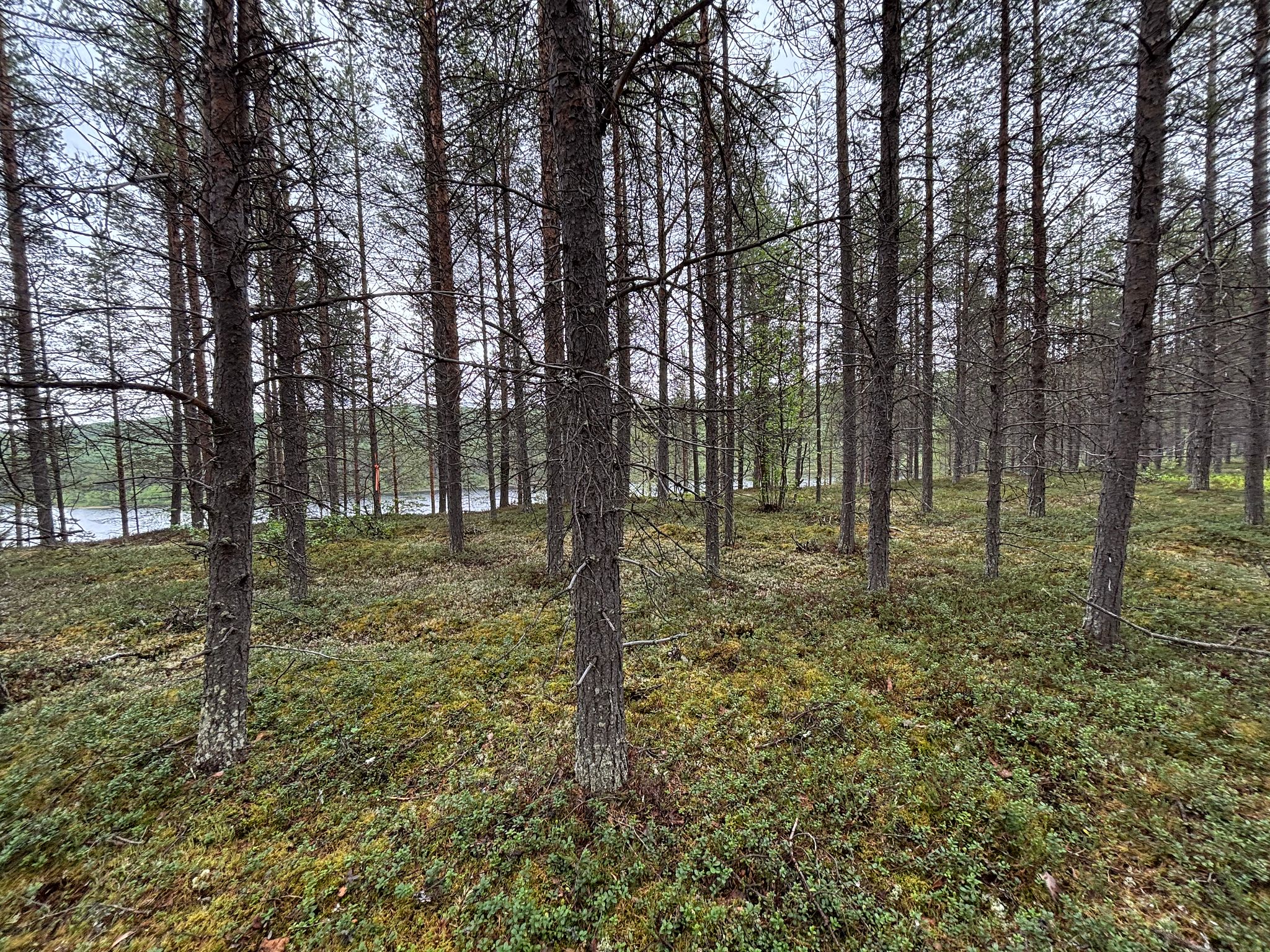 Image 2/12
