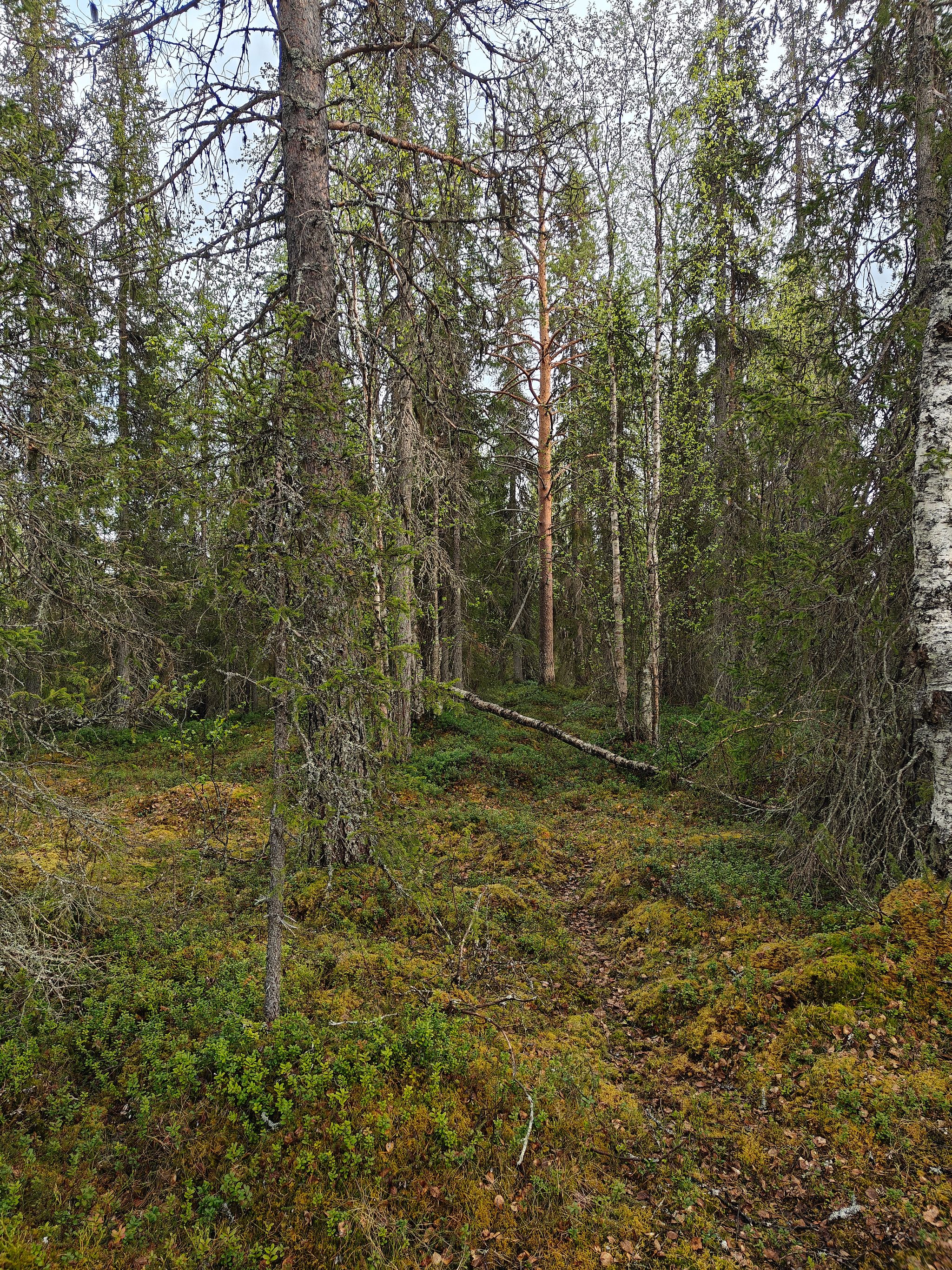 Image 2/15