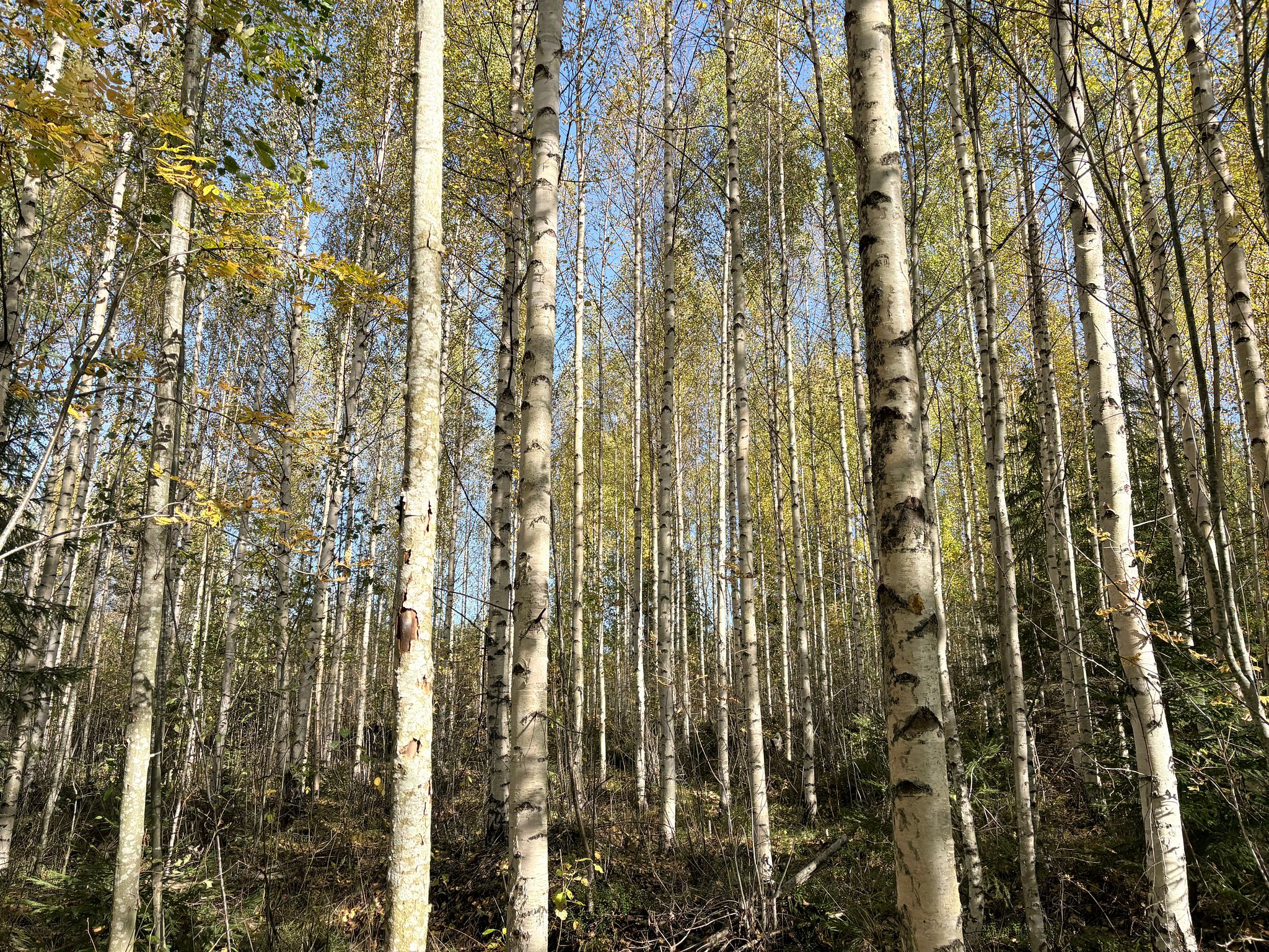 Image 4/30