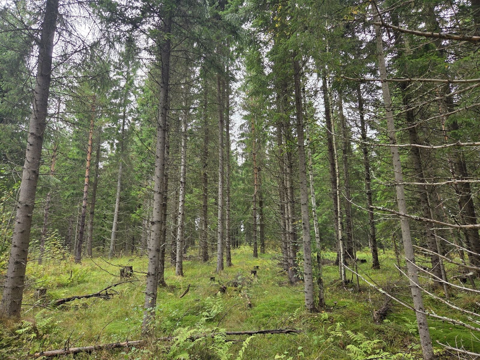 Kuva 7/11
