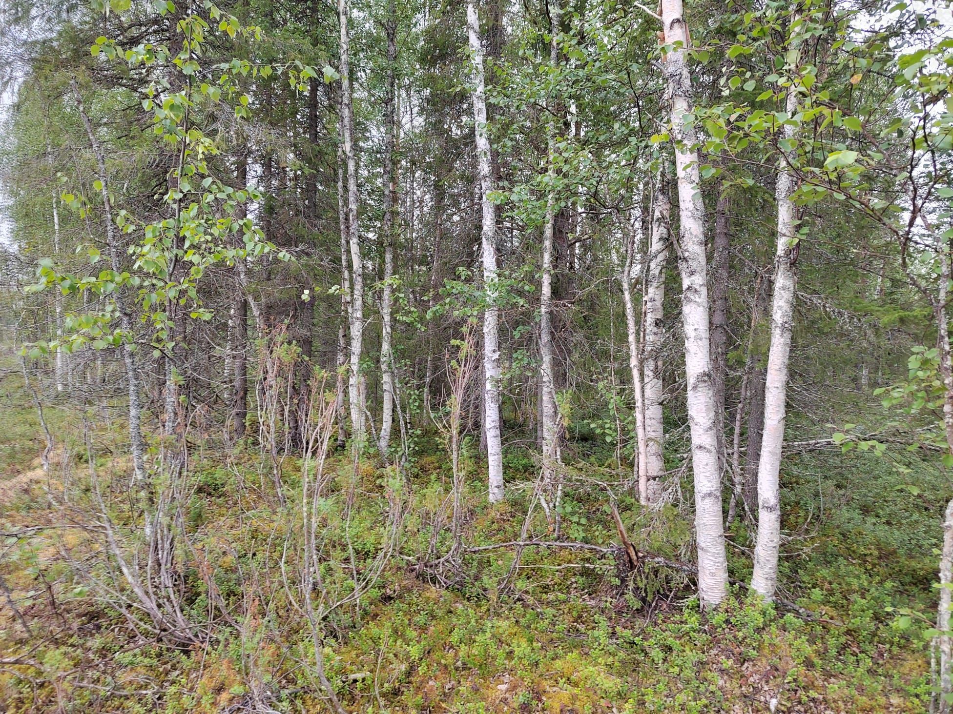 Image 6/15
